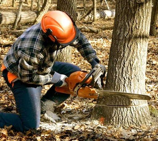 Tree Removal in Sandersville, MS